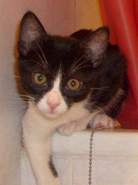 multimedia-foto35309-521-3