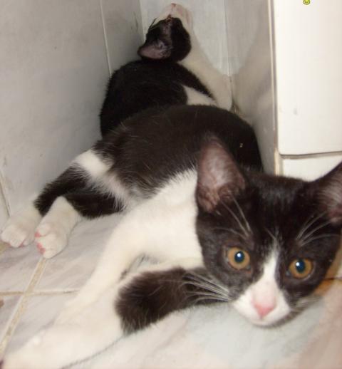 multimedia-foto35311-952-3