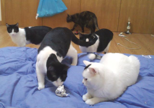 multimedia-foto35317-864-3