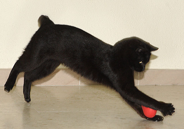 multimedia-foto35368-1-3