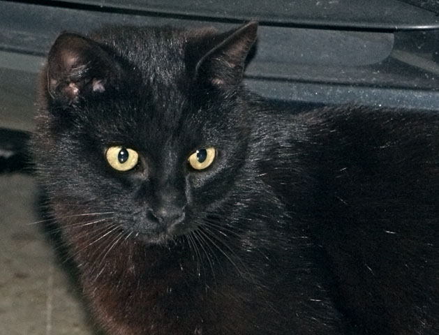 multimedia-foto35369-196-3