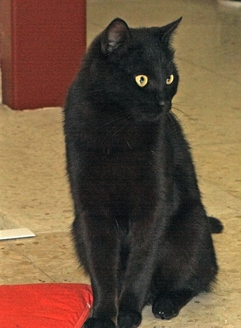 multimedia-foto35372-672-3