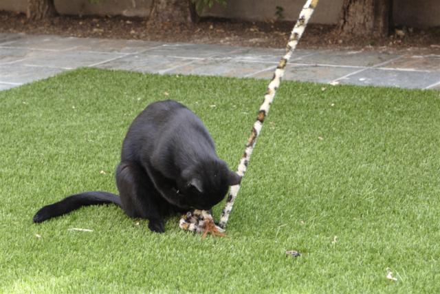 multimedia-foto35376-973-3