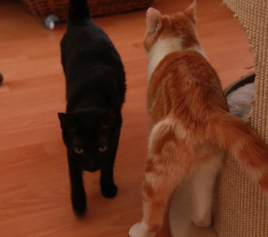 multimedia-foto35422-888-3