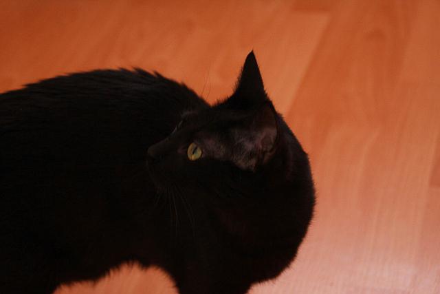 multimedia-foto35424-979-3