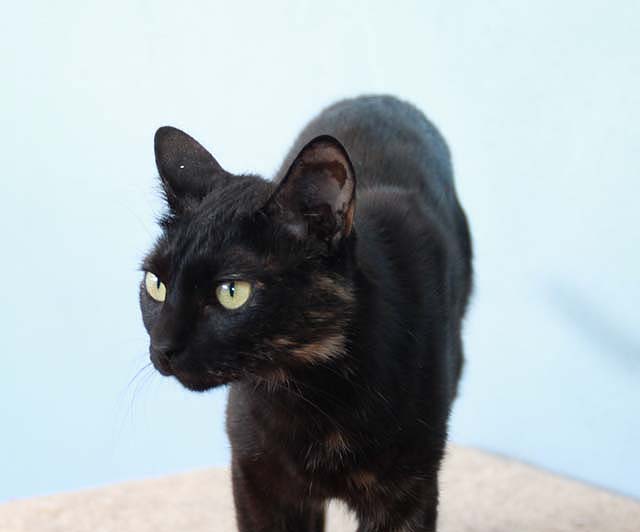 multimedia-foto35472-101-3