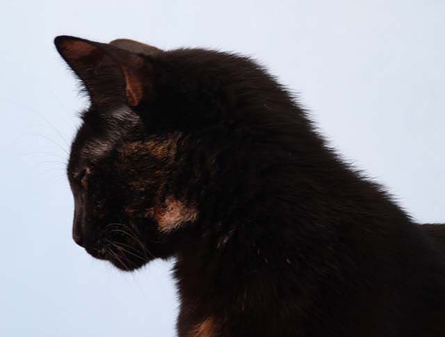 multimedia-foto35473-118-3