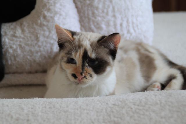 multimedia-foto35498-603-3