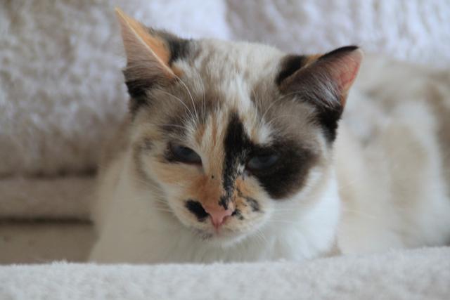 multimedia-foto35499-730-3