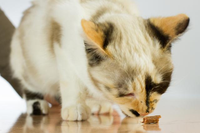 multimedia-foto35502-950-3