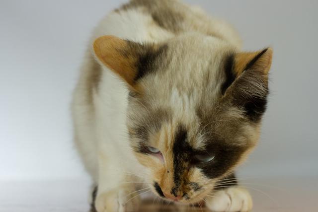 multimedia-foto35504-26-3