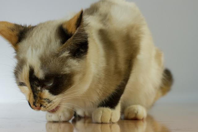 multimedia-foto35505-56-3