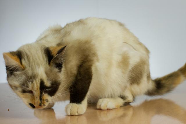 multimedia-foto35506-82-3