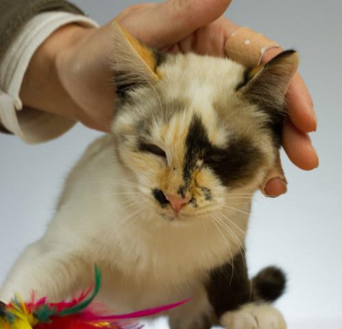 multimedia-foto35507-103-3