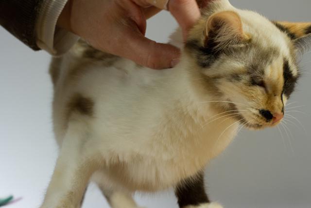 multimedia-foto35508-120-3