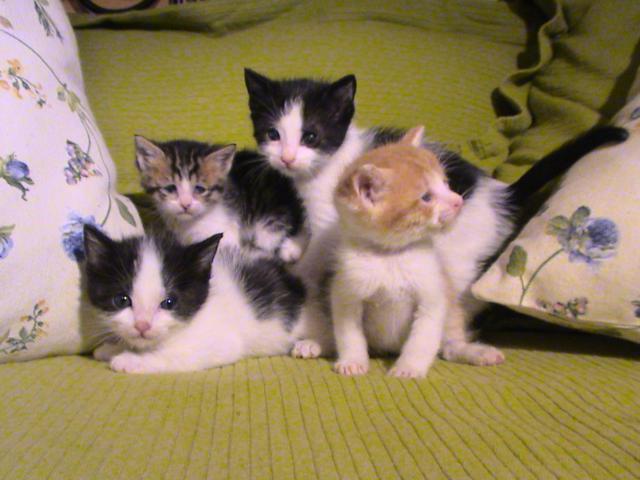 multimedia-foto35573-527-3