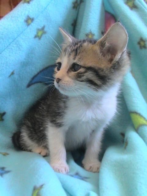 multimedia-foto35575-960-3