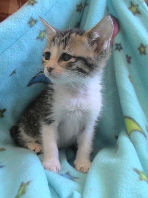 multimedia-foto35577-340-3