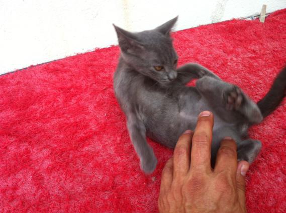 multimedia-foto35595-318-3