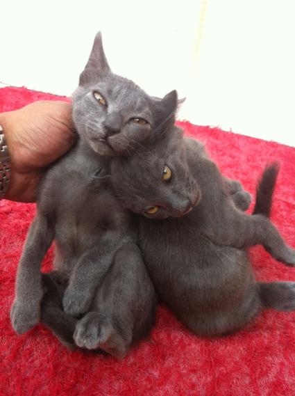 multimedia-foto35597-765-3