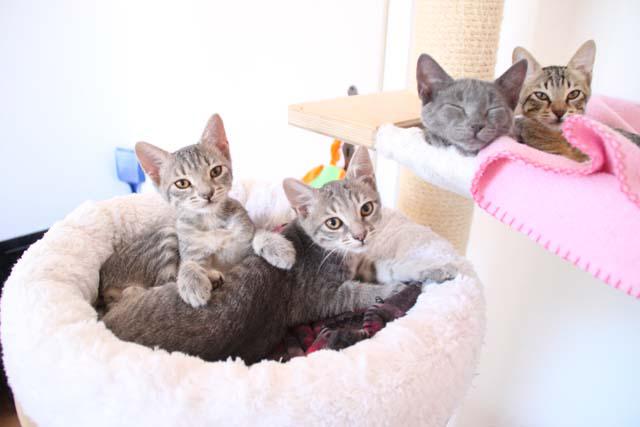 multimedia-foto35620-371-3