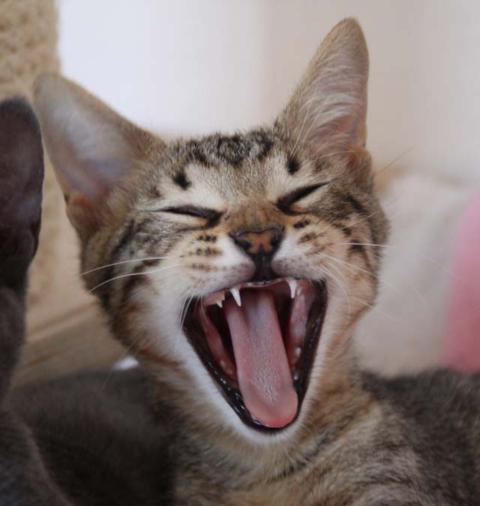 multimedia-foto35623-788-3