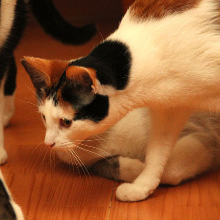 multimedia-foto35725-872-3