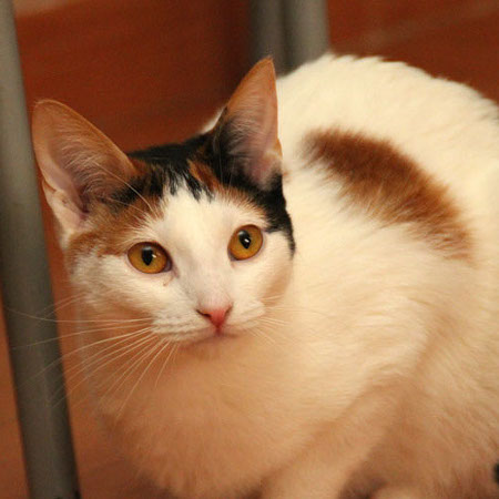 multimedia-foto35726-74-3