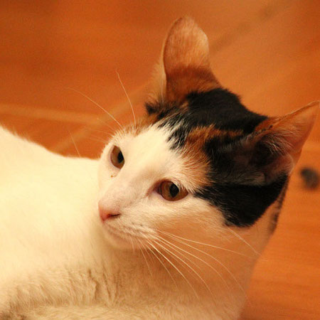 multimedia-foto35728-437-3