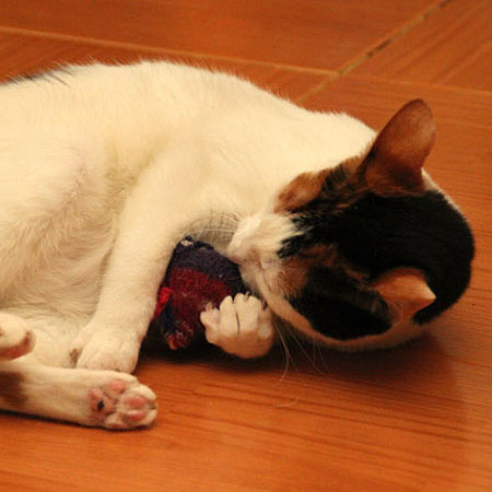 multimedia-foto35729-590-3