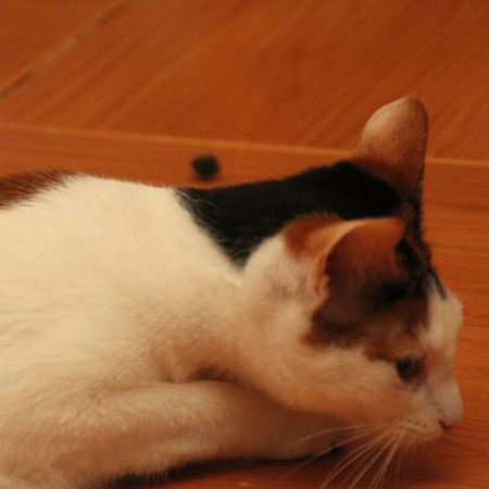 multimedia-foto35730-719-3