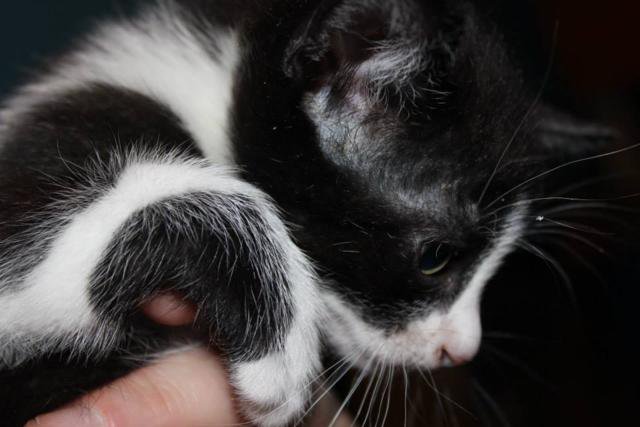 multimedia-foto35784-119-3