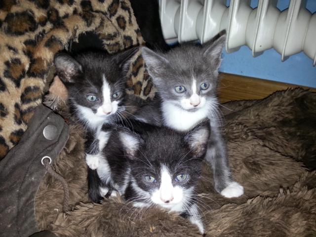 multimedia-foto35786-474-3