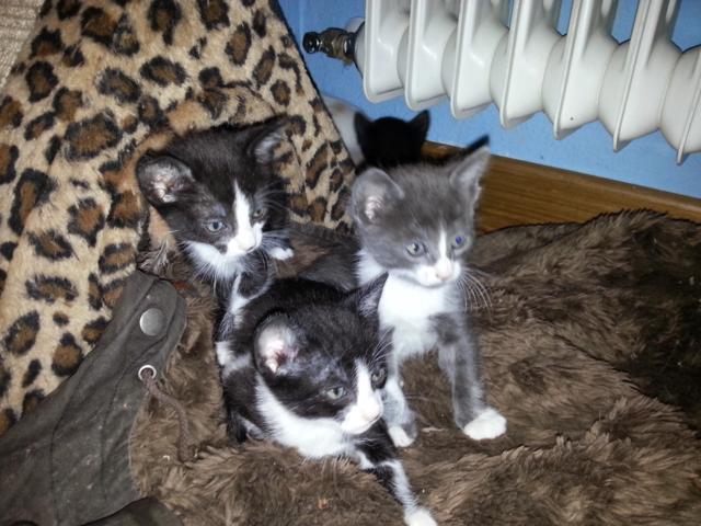 multimedia-foto35788-745-3