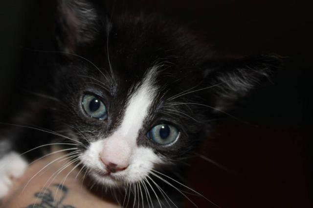 multimedia-foto35793-929-3