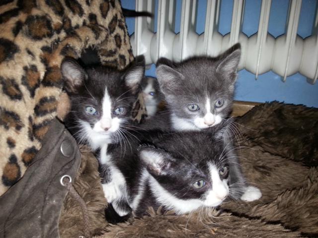 multimedia-foto35798-751-3