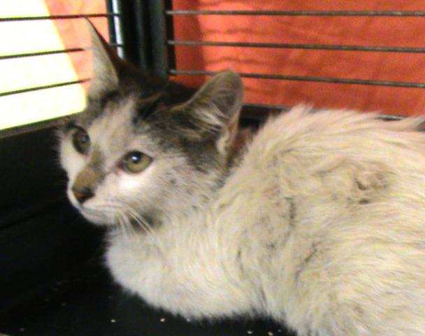 multimedia-foto35801-499-3