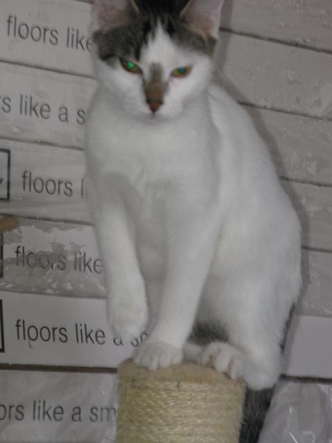 multimedia-foto35810-915-3