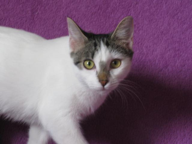 multimedia-foto35811-961-3