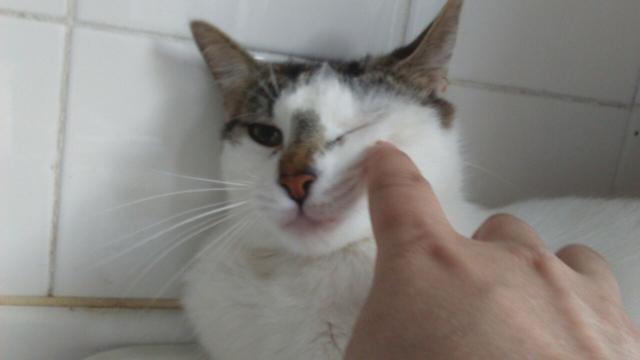 multimedia-foto35815-88-3