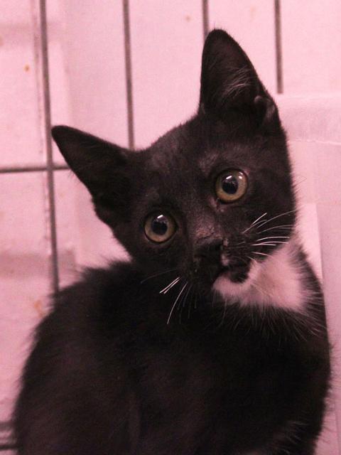 multimedia-foto35817-518-3