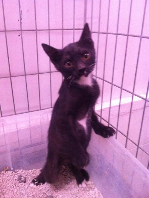 multimedia-foto35819-948-3