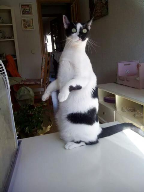 multimedia-foto35855-355-3