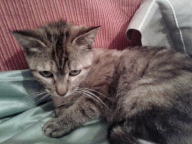 multimedia-foto35993-668-3