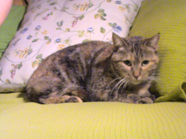 multimedia-foto35997-446-3