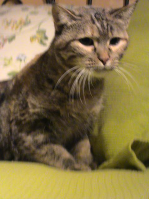 multimedia-foto35998-597-3