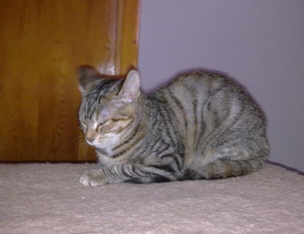 multimedia-foto36073-518-3