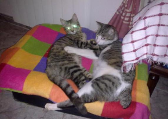 multimedia-foto36075-948-3