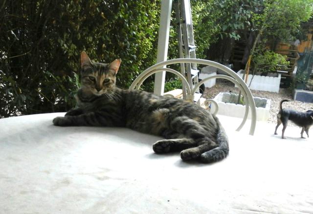 multimedia-foto36081-863-3