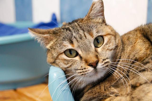 multimedia-foto36140-797-3